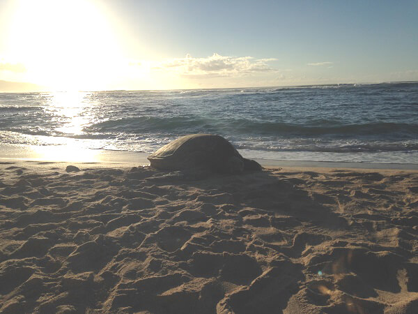 Peleに守られたウミガメの聖地「Punalu'u Black Sand Beach