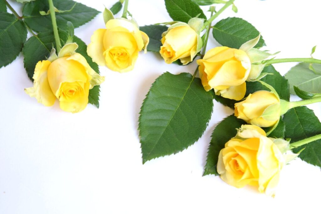 幸福や希望を象徴する黄色いバラの花と緑の葉